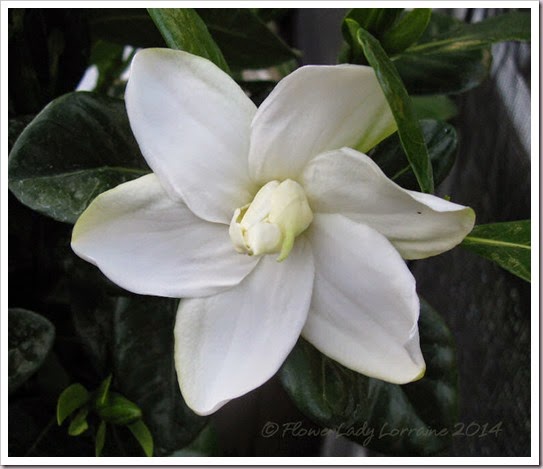 04-23-tahitian-gardenia2
