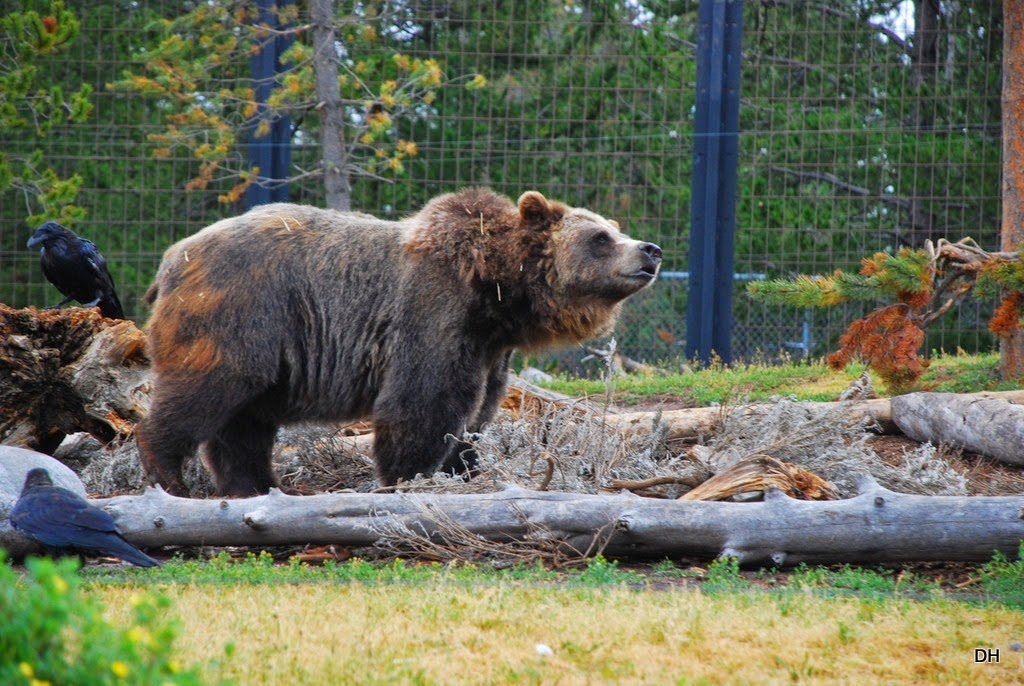 [08-06-14-Grizzly-and-Wolf-Discovery-%255B118%255D.jpg]