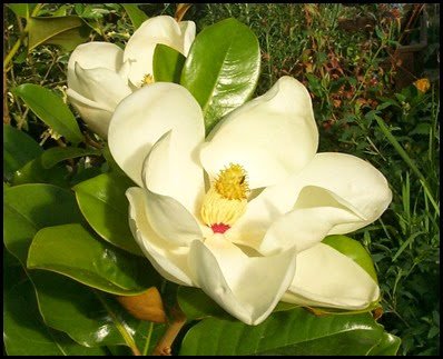 magnolia_flower
