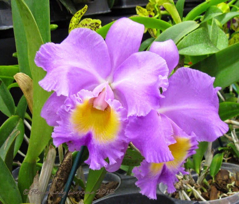 [02-08-orchids4jpg%255B4%255D.jpg]