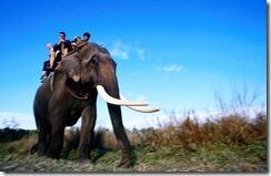 Chitwan-National-Park-420x0 Chitwan-National-Park-420x0