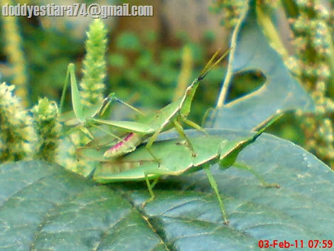 belalang Atractomorpha crenulata jantan kedua mengendap-endap mendekati pasangan belalang yang sedang kawin_2