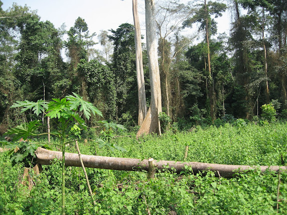 Bobiri Forest (Ghana), 21 janvier 2006. Photo : J. F. Christensen