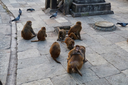 Obiective turistice Nepal: Adunatura de maimute