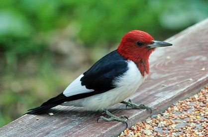 Red Headed Woodpecker 4