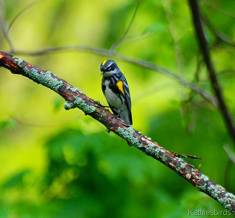 2. Yellow-rumped warbler in yard-kab