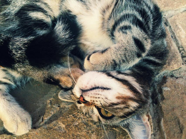 Nazarene israel faith, torah treasure trove WALLPAPER: DAY BY DAY IMAGES