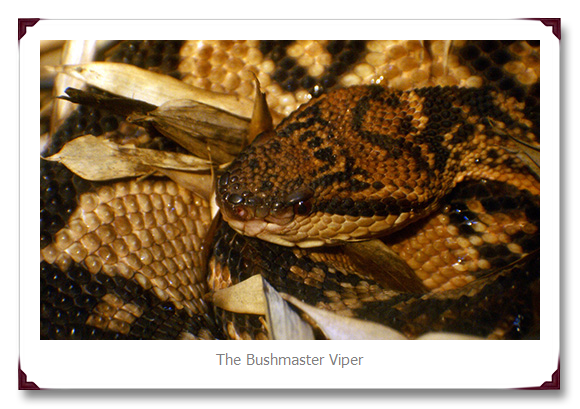 Bushmaster Viper Snake