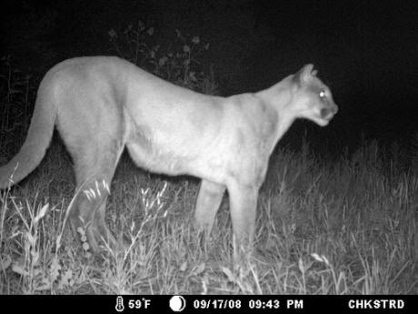 Camera trap photo of mountain lion