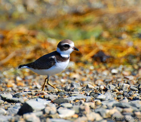 1. semipalmated plover-kab