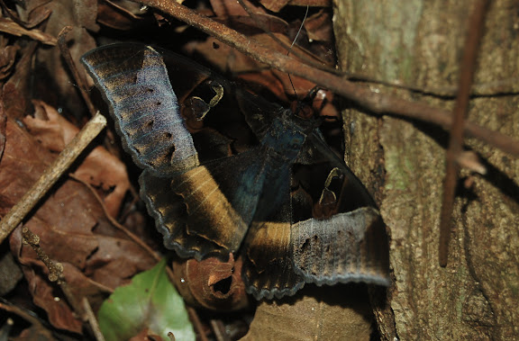 Noctuidae : Catocalinae : Cyligramma disturbans WALKER, 1858. Réserve d'Ankarafantsika (50 km à l'est de Majunga), 210 m d'altitude, 9 février 2011. Photo : T. Laugier