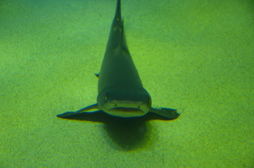 宮島水族館のサメ