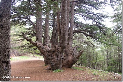 Cedar of Lebanon, adr090510661