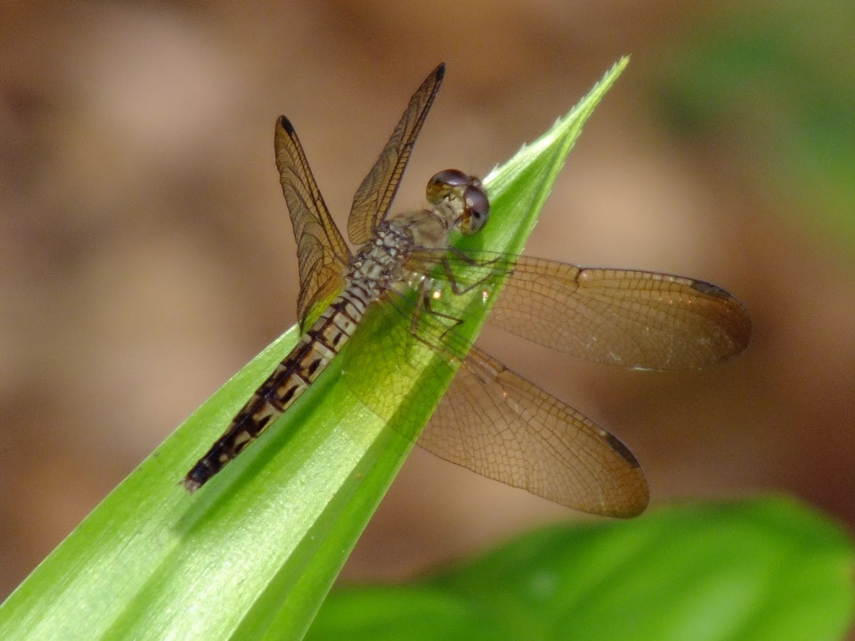 Common Parasol (Female)