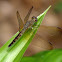 Common Parasol (Female)