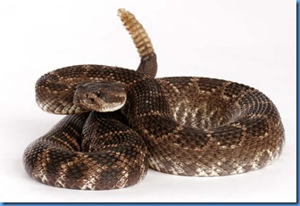 Southern-Pacific-Rattlesnake-jpgr
