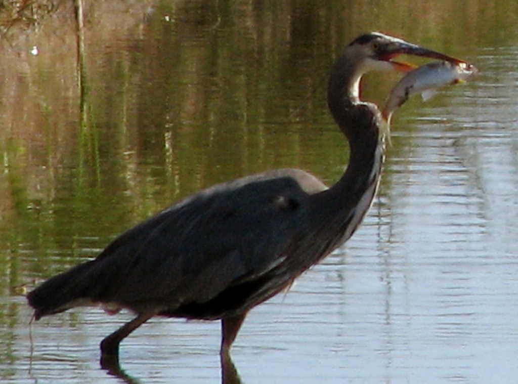 [7111%2520Texas%252C%2520South%2520Padre%2520Island%2520-%2520Birding%2520and%2520Nature%2520Center%2520-%2520Great%2520Blue%2520Heron%2520with%2520a%2520fish%255B3%255D.jpg]