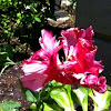 Tulip: Pink