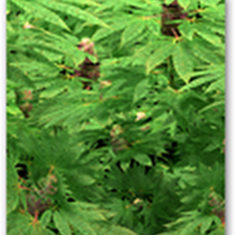 Future of Medical Marijuana Without the “High”– Israeli Company Grows “Avidekel” A New Strain Contains Cannabidiol With Anti-Inflammatory Benefits