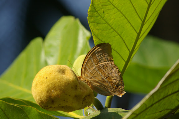 Amathusia phidippus dilutus FRUHSTORFER, 1899. Sukau (Sabah), 4 août 2011. Photo : J.-M. Gayman