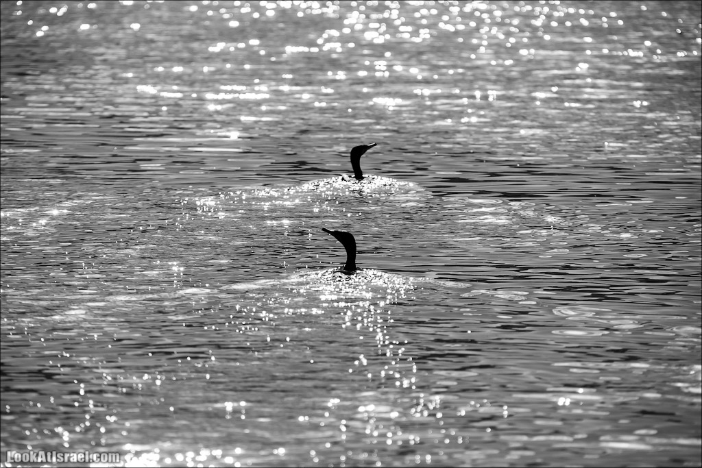 LookAtIsrael.com - Восстановление реки Кишон | Recovering Kishon river | שיחזור נחל קישון