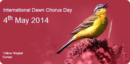 dawn chorus 2014