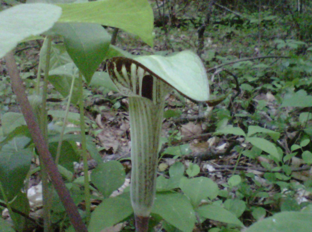 Jack In The Pulpit