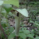 Jack In The Pulpit