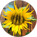 Jennifer Bailey profile picture