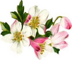 http://lh5.ggpht.com/-dEvMDzoROUQ/TRPWW_ZSCFI/AAAAAAAAFGY/oexdTQbNbZo/s250/fruit-blossoms.jpg