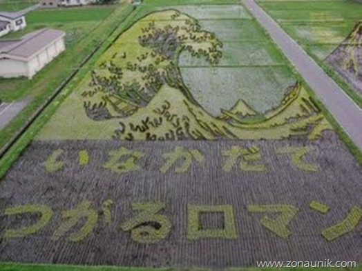 Padi fields in Japan 5