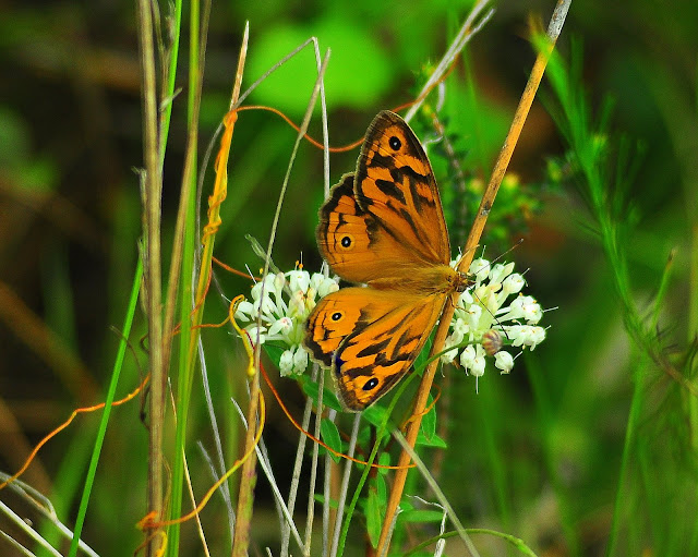 Heteronympha merope (FABRICIUS, 1775). Mount Kuring-gai, New South Wales (Australie), 7 novembre 2009. Photo : Barbara Kedzierski