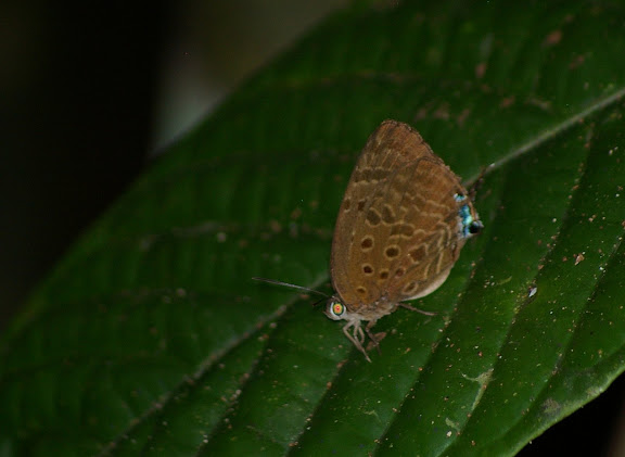 Arhopala atosia HEWITSON, 1863. Sukau (Pangui), 7 août 2011. Photo : J.-M. Gayman