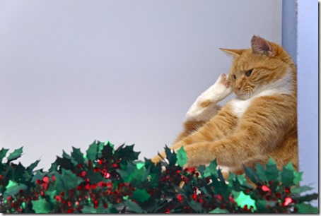 Ginger Cat playing with tinsel