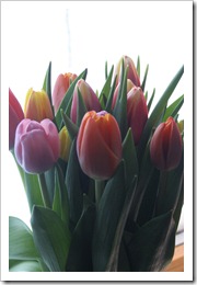 pelargoner og tulipaner 011