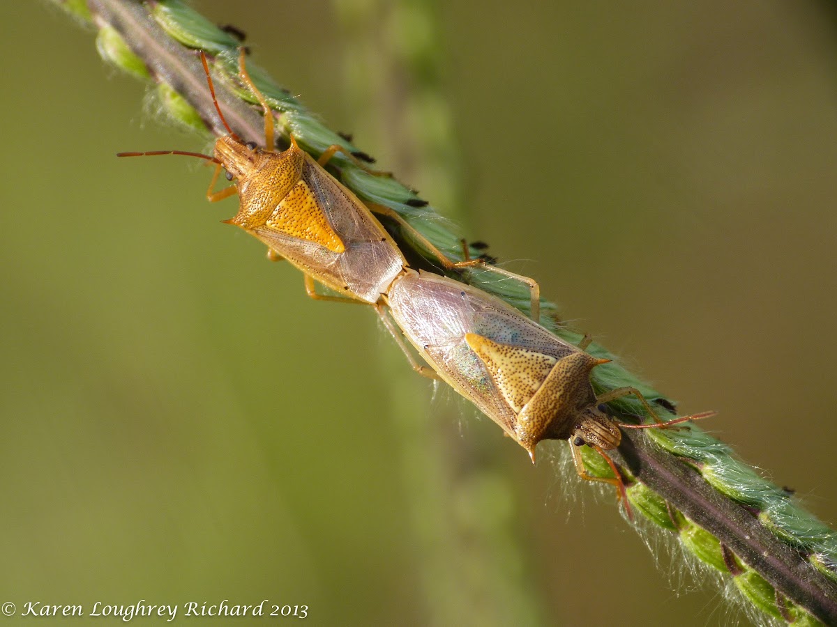 Rice stink bugs (mating)