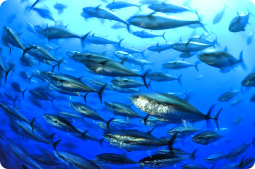 Atlantic Bluefin Tuna (Thunnus thynnus) Captive