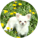 Image Google de Les Merveilles d'Eden Chihuahua