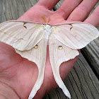 Moon moth