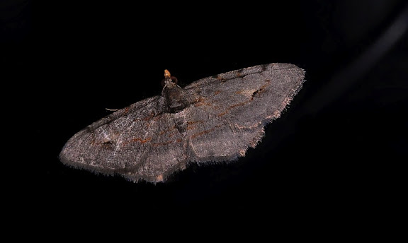 Geometridae d'Australie orientale (N.S.W.) - Geometridae : Ennominae : Boarmia driophila GOLDFINCH, 1944. Umina Beach (NSW, Australie), 3 octobre 2011. Photo : Barbara Kedzierski