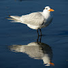 Royal tern, winter plummage