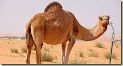 camel - needle - 03