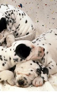 Lovely Dogs Wallpapers Screenshots 7