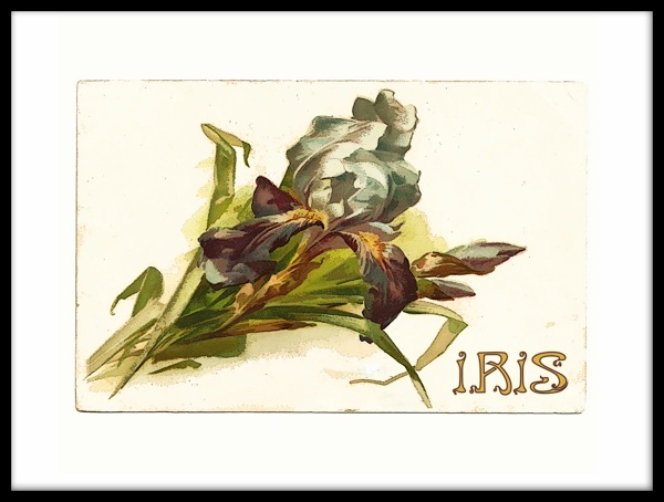 Iris post cardframe