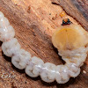 Longhorn Beetle Larva