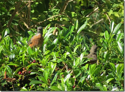 Robins in the bushes