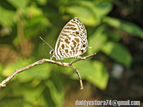 Leptotes plinius - Zebra Blue, Plumbago Blue