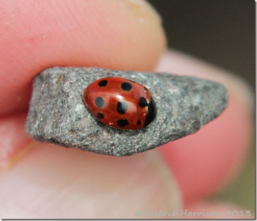 6-eleven-spot-ladybird
