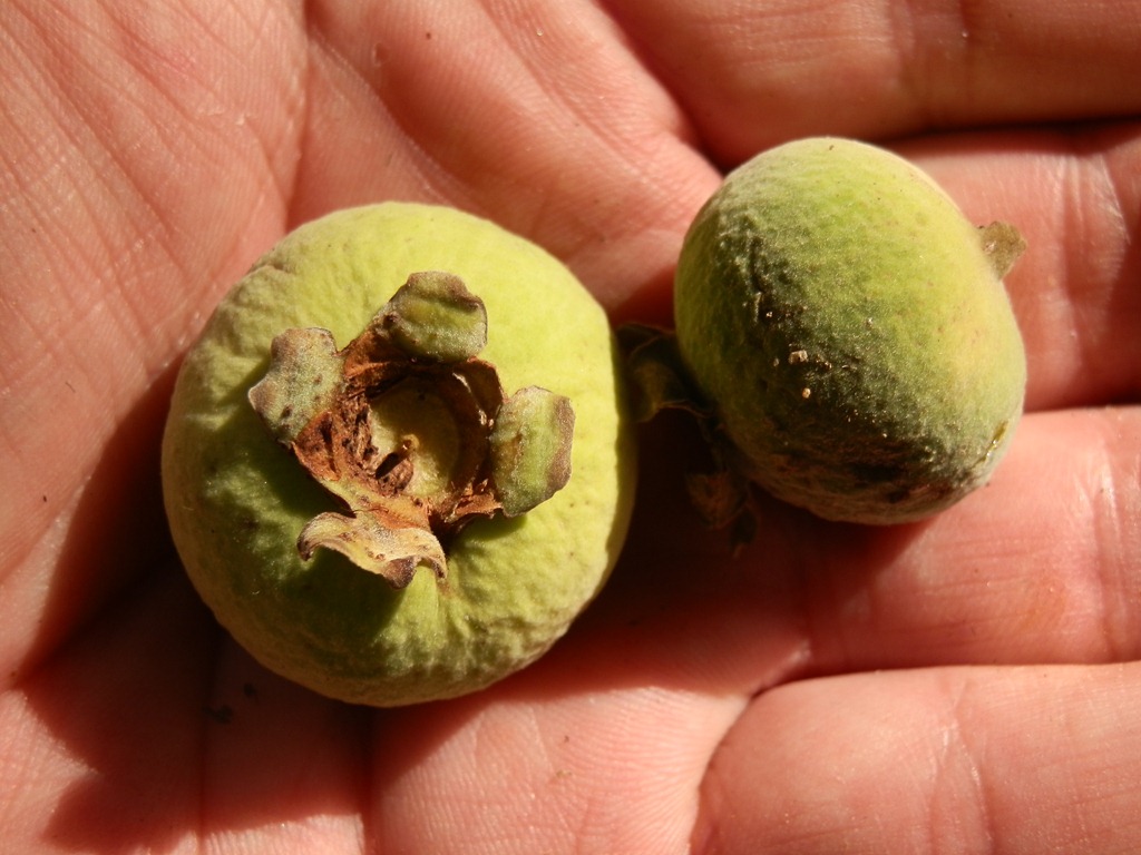 [Campomanesia%2520reitziana%2520%25282%2529%255B3%255D.jpg]