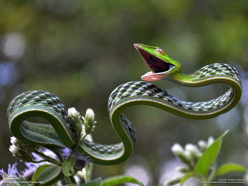 Green vine snake1